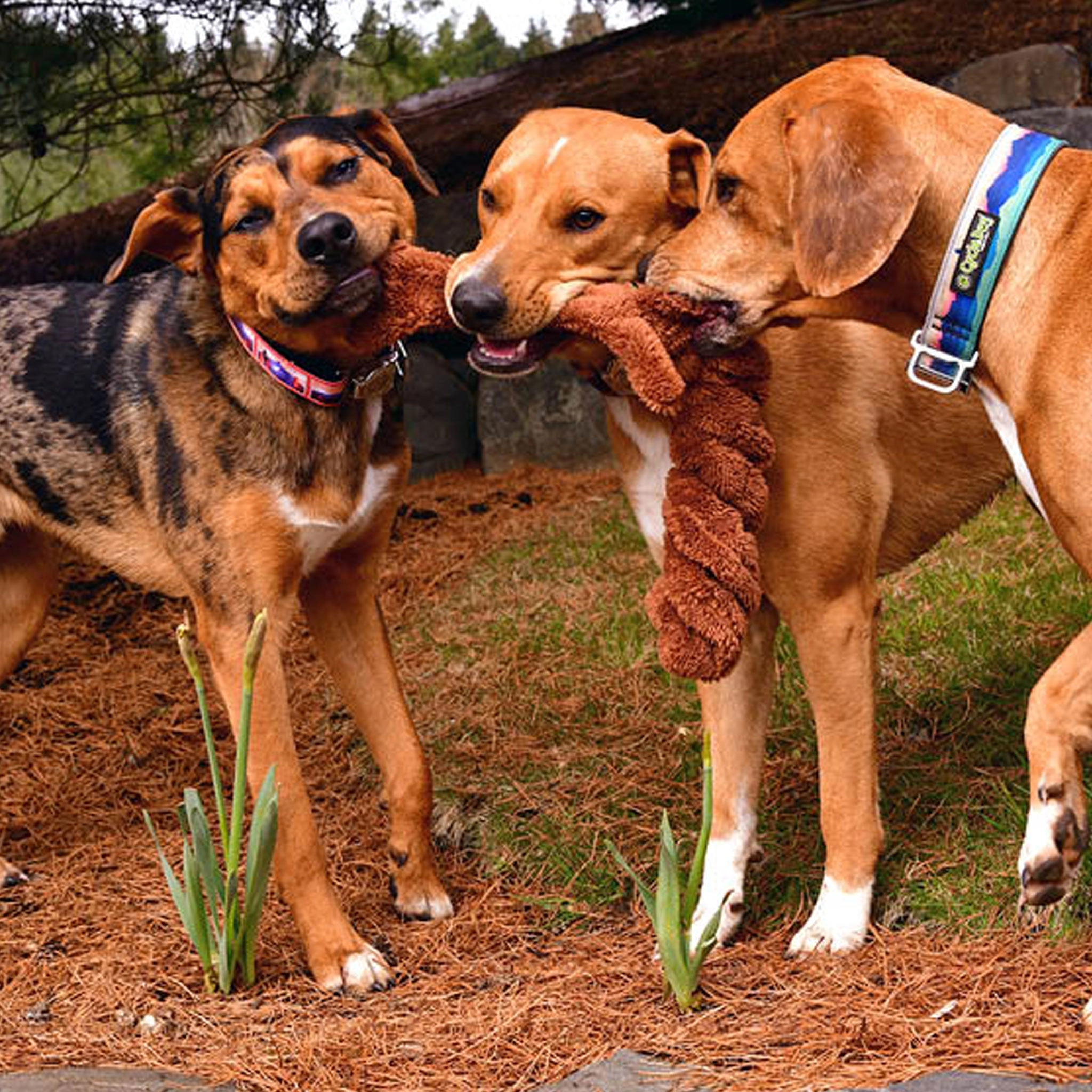 Cycle Dog Springy Squirrel Dog Toy