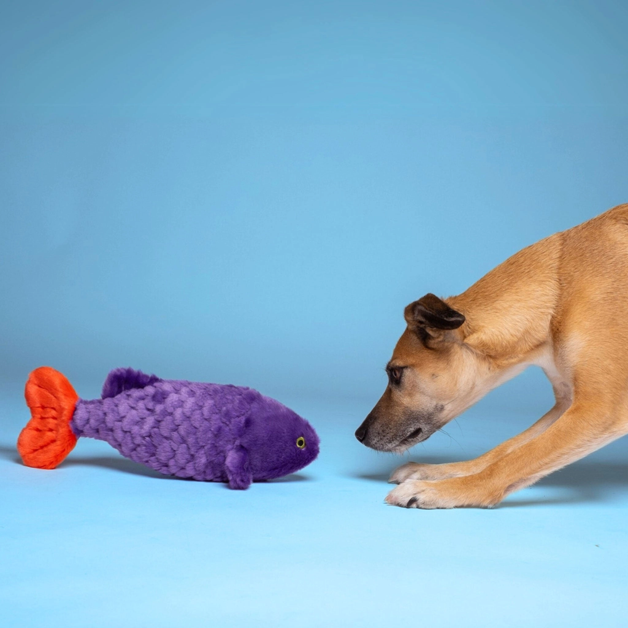 Fluff & Tuff Cici Tropical Fish Dog Toy