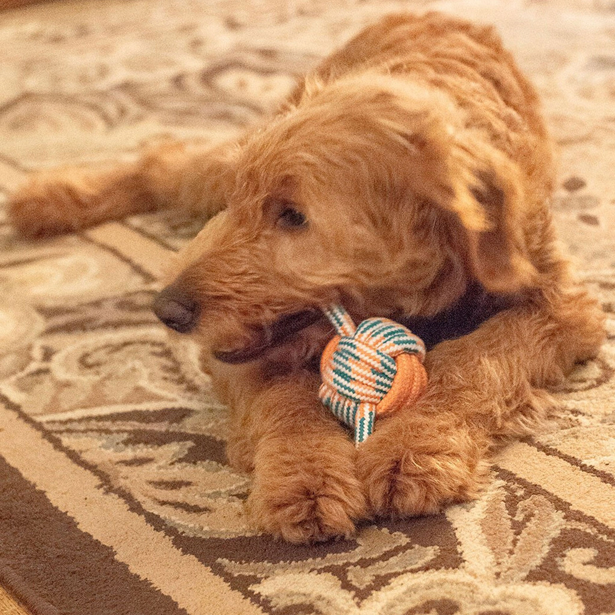 Thoozy Pet Figure 8 Rope Knot Orange & Teal Dog Toys